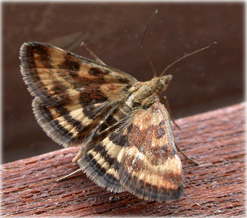 Pyrausta despicata