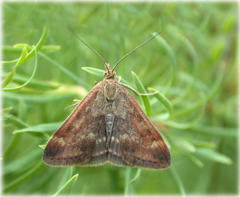 Pyrausta despicata