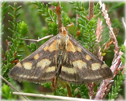 Pyrausta purpuralis