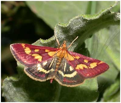 Pyrausta purpuralis