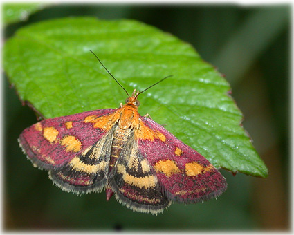 Pyrausta purpuralis