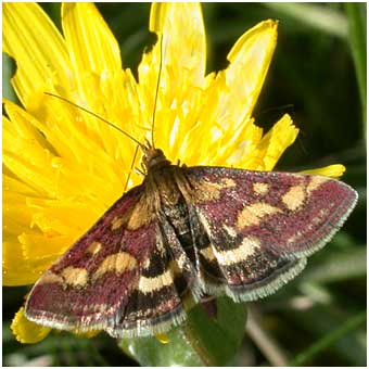 Pyrausta purpuralis