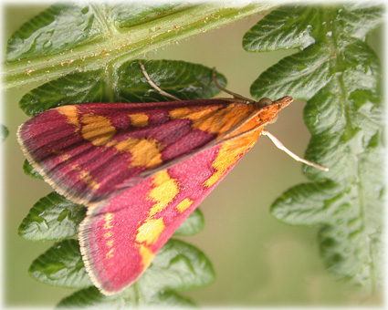 Pyrausta sanguinalis