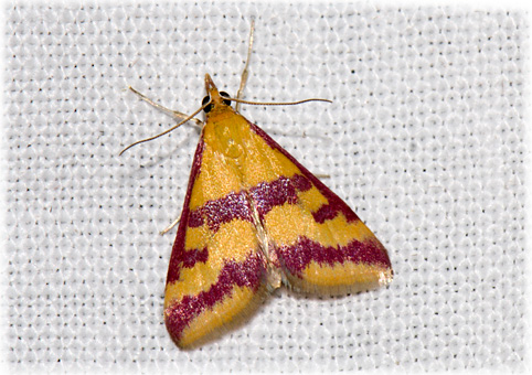 pyrausta-sanguinalis