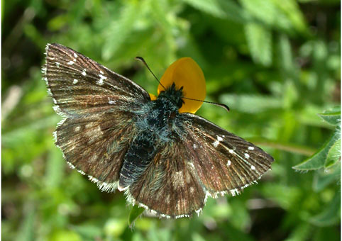 Pyrgus carlinae