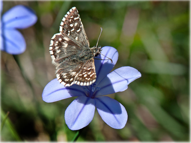 Pyrgus malvae