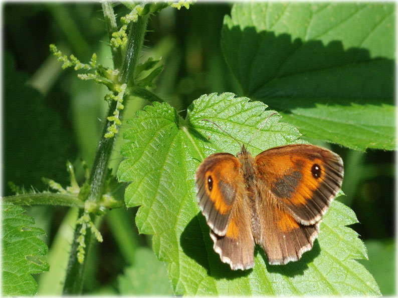 Pyronia tithonus