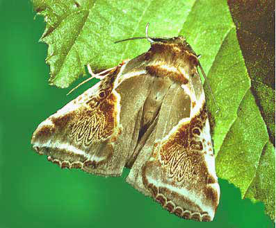 Habrosyne pyritoides,La rtisse