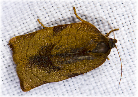 Acleris rhombana