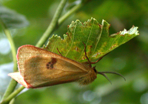 Rivula sericealis