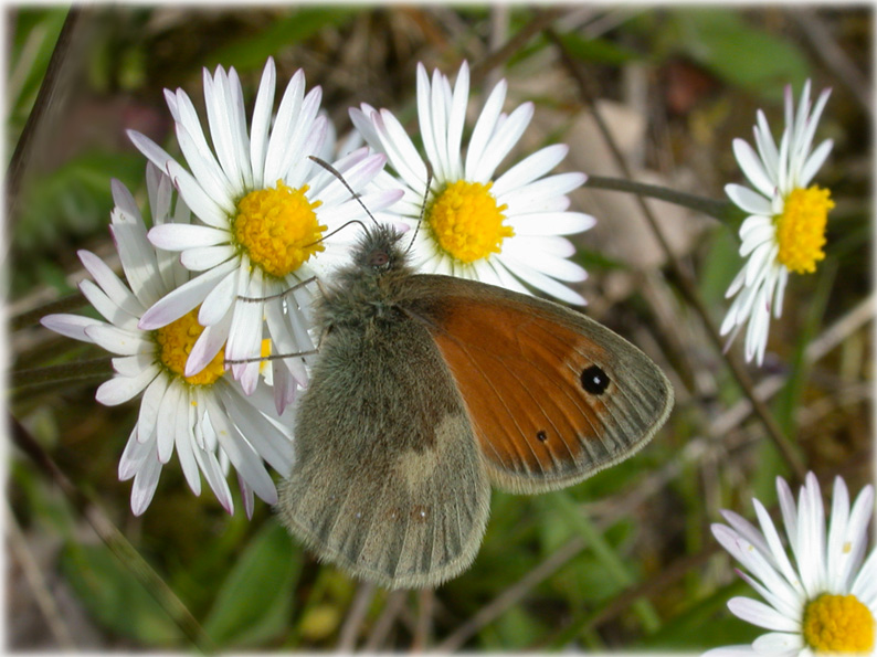 Coenonympha pamphilus