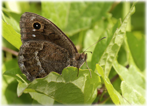 Satyrus actaea