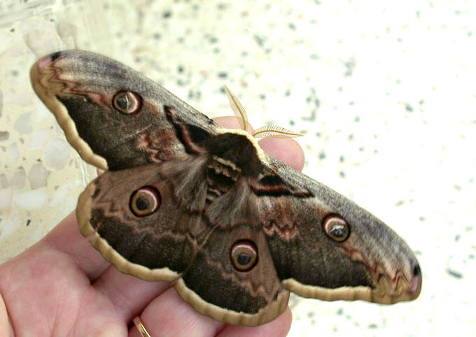 saturnia pyri