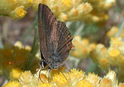 Satyrium esculi