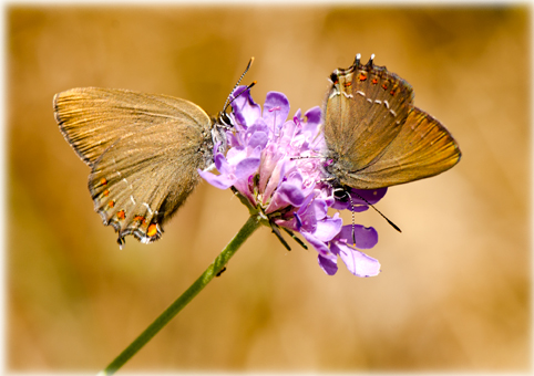 Satyrium esculi