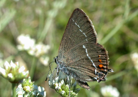 Satyrium spini