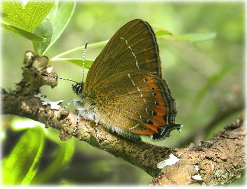 Satyrium pruni