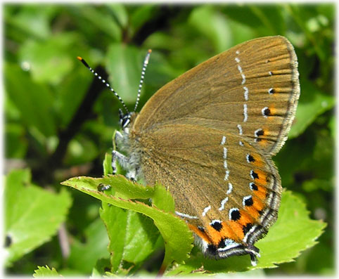 Satyrium pruni