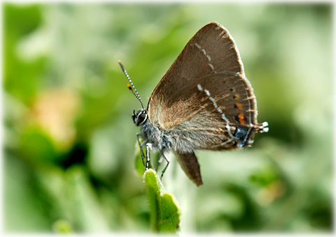 Satyrium spini