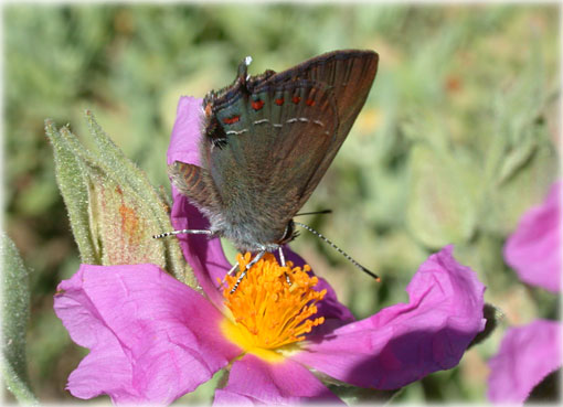 Satyrium esculi