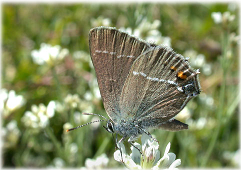 Satyrium spini