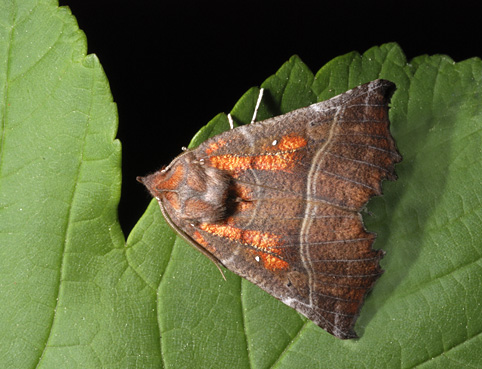 Scoliopteryx libatrix