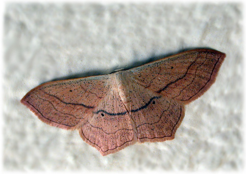 Scopula imitaria