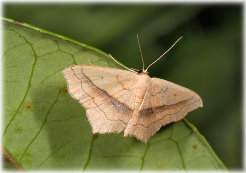 Scopula imitaria