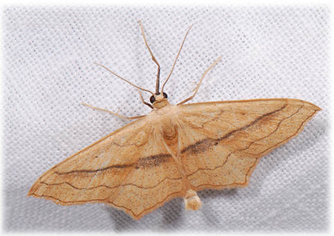 Scopula imitaria