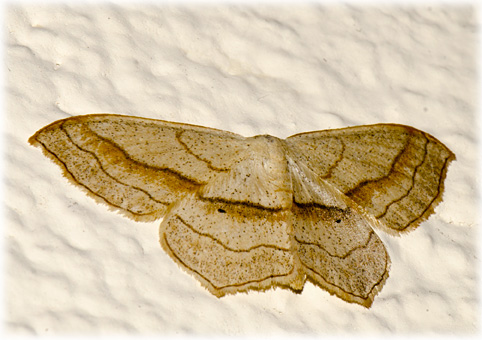 scopula imitaria