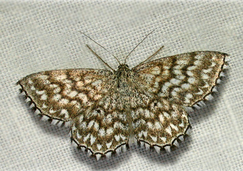 Scopula