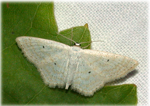 Scopula immutata