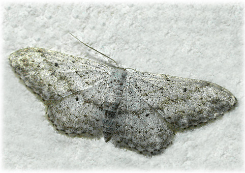 Scopula marginepunctata