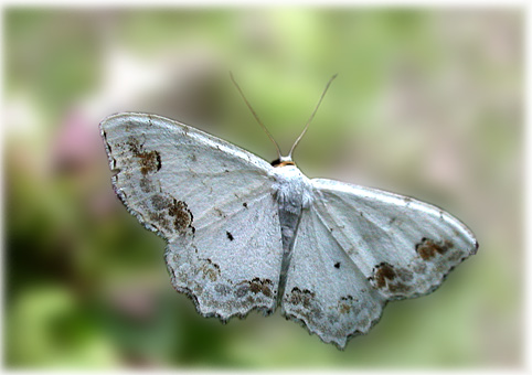 Scopula ornata