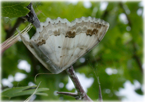 Scopula ornata