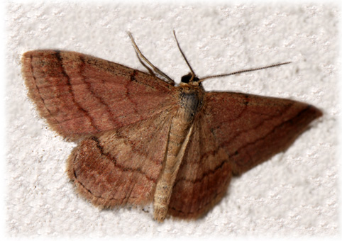 Scopula rubiginata