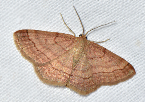 scopula