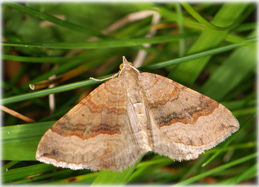 scotopteryx-chenopodiata