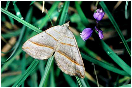 Scotopteryx  luridata