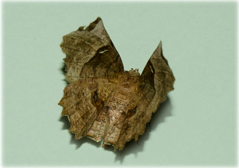 selenia lunularia