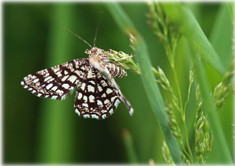 Chiasmia clathrata