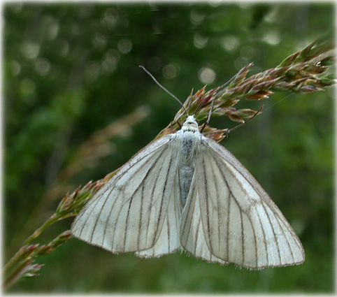 Siona lineata