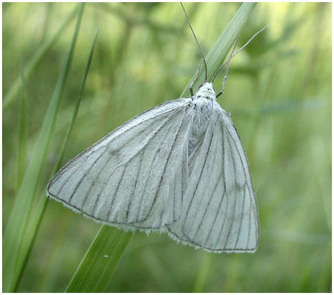 Siona lineata