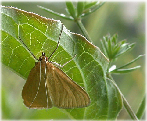 Sitochroa verticalis