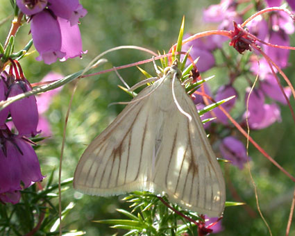 Sitochroa palealis