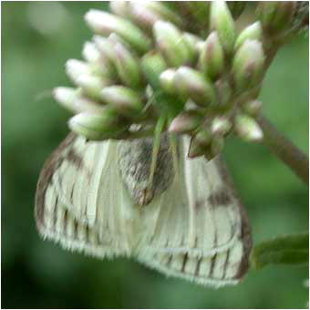 Sitochroa palealis