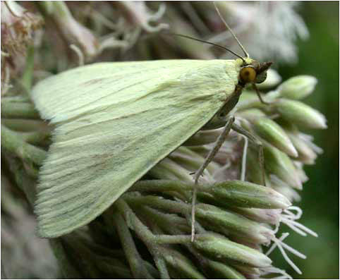 Sitochroa palealis