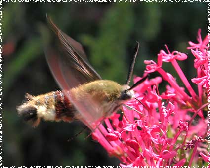 Hemaris fuciformis