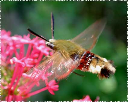 Hemaris fuciformis