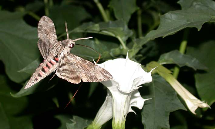 sphinx du liseron